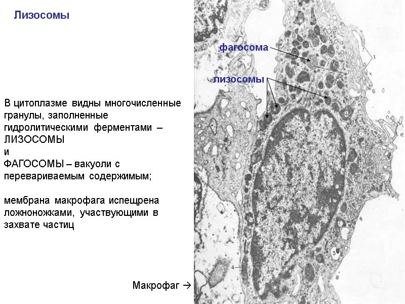 Лизосомы Макрофаг  В цитоплазме видны многочисленные гранулы, заполненные  гидролитическими ферментами – 